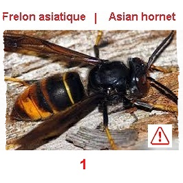 signalement-Frelon asiatique danger